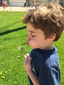 sam with dandelion 2