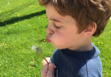 sam with dandelion 2