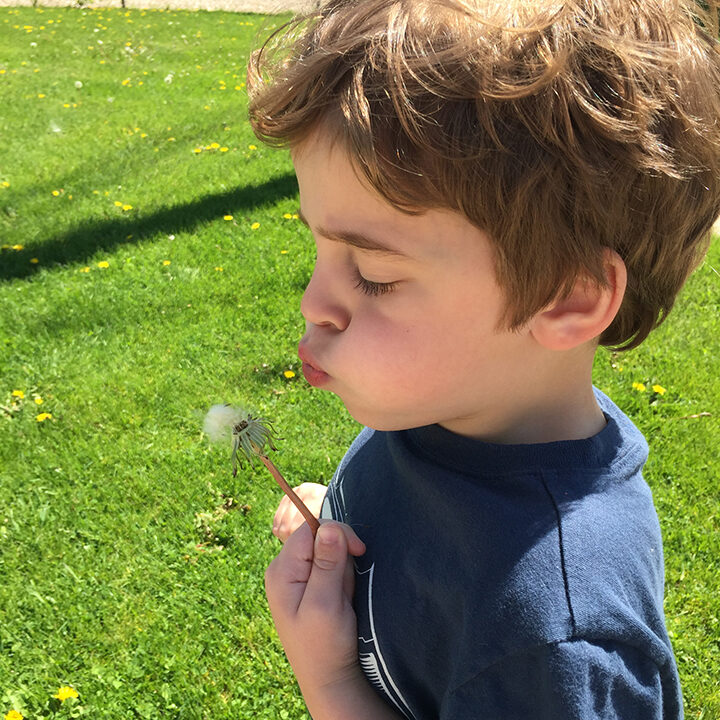 sam with dandelion 2